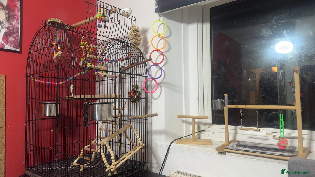 Ringnecks birds for sale: Male green indian ringneck parrot bird with cage - Advert 6