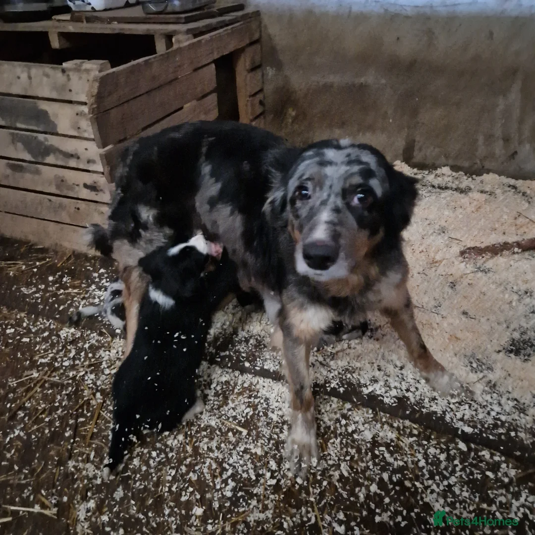 Border Collie dogs for sale: Beautiful  border  collie pups in Loughborough - Advert 1