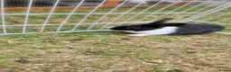 Mixed Breed rabbits for sale: They are friendly 🥰 - Advert 13