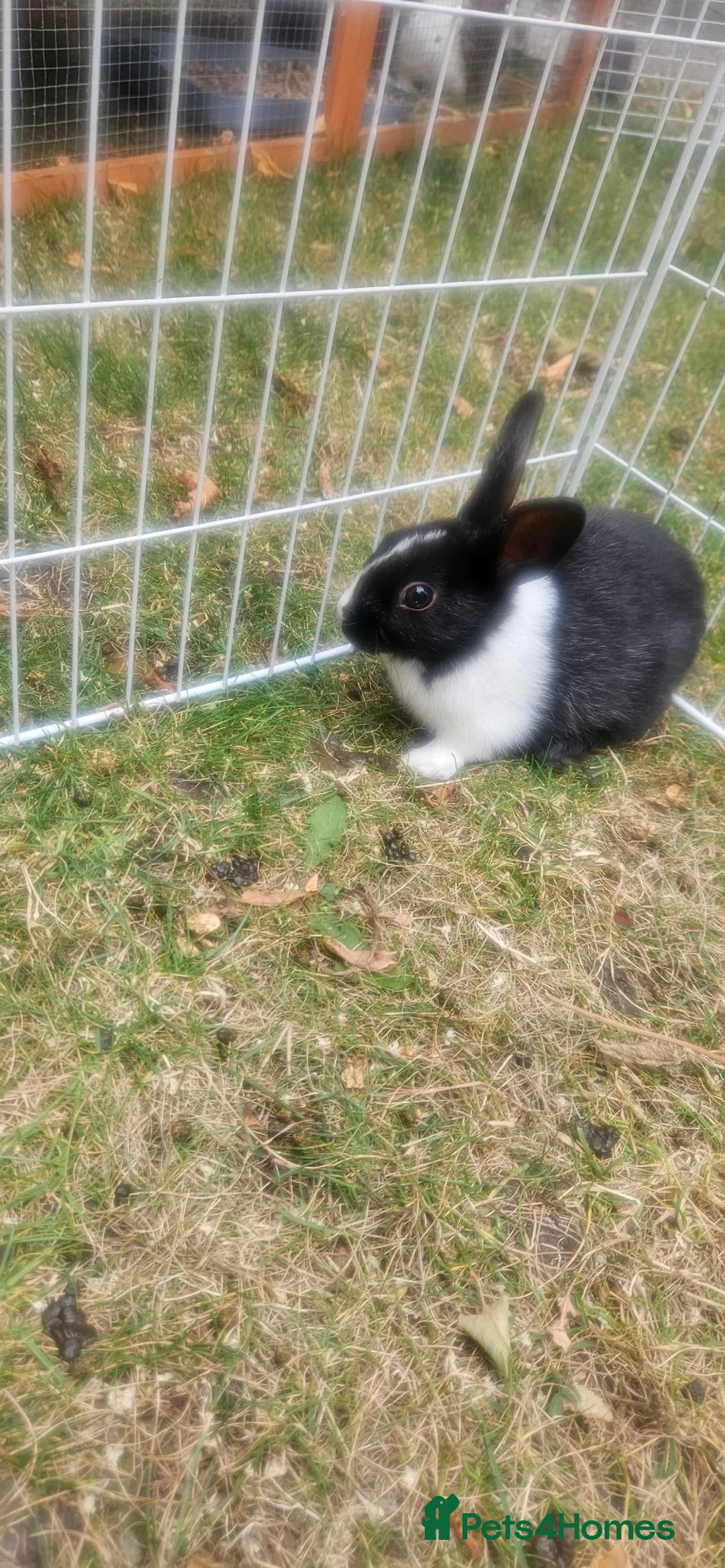 Mixed Breed rabbits for sale: They are friendly 🥰 - Advert 13