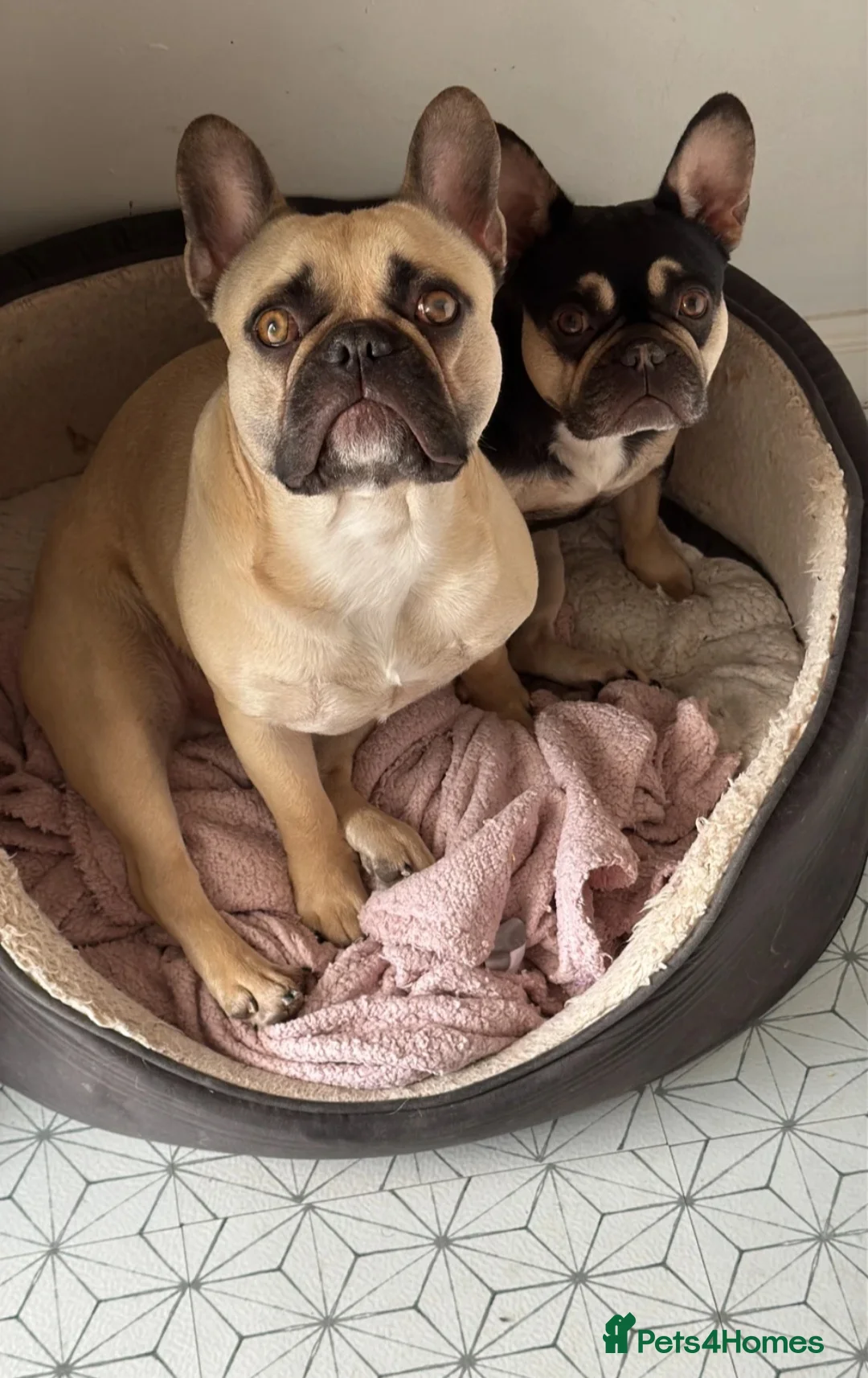 French Bulldog dogs for sale: 2 french bulldogs - Advert 2