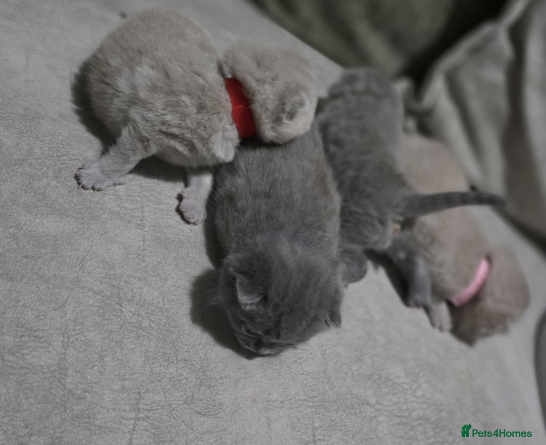 British Shorthair cats for sale: ** LAST ONE LEFT BLUE MALE British Shorthair ** - Advert 4