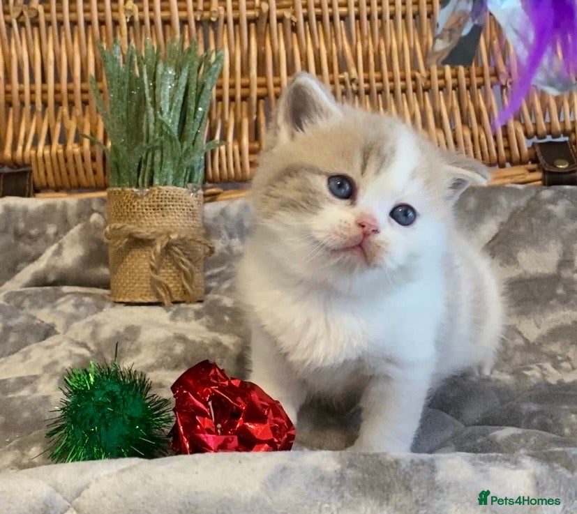 Scottish Fold cats 🧸😻CHAMPION LINE TICA ACTIVE SCOTTISH/BSH😻🧸 - Advert 1