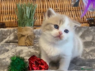 Scottish Fold cats 🧸😻CHAMPION LINE TICA ACTIVE SCOTTISH/BSH😻🧸 - Advert 1