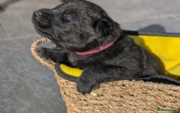 German Shepherd dogs for sale: Gorgeous Black German Shepherd Puppies. - Image 30