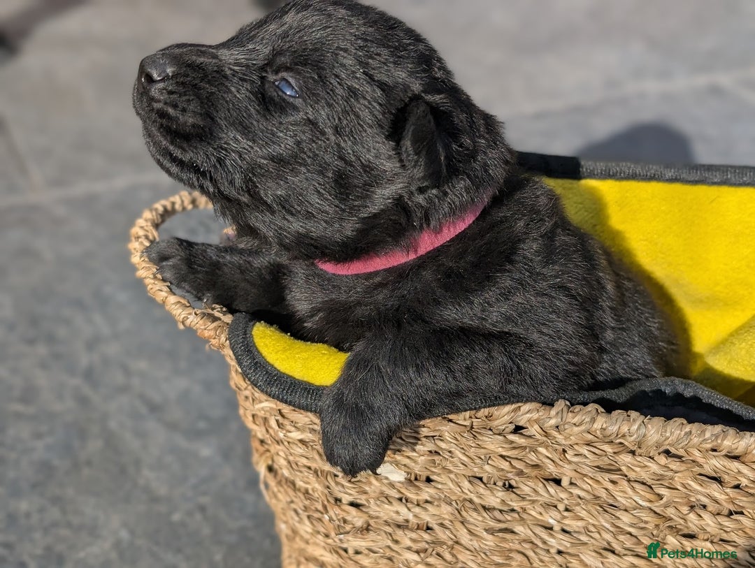 German Shepherd dogs for sale: Gorgeous Black German Shepherd Puppies. - Image 30