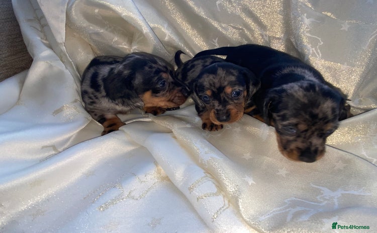 Dachshund dogs - Advert 2