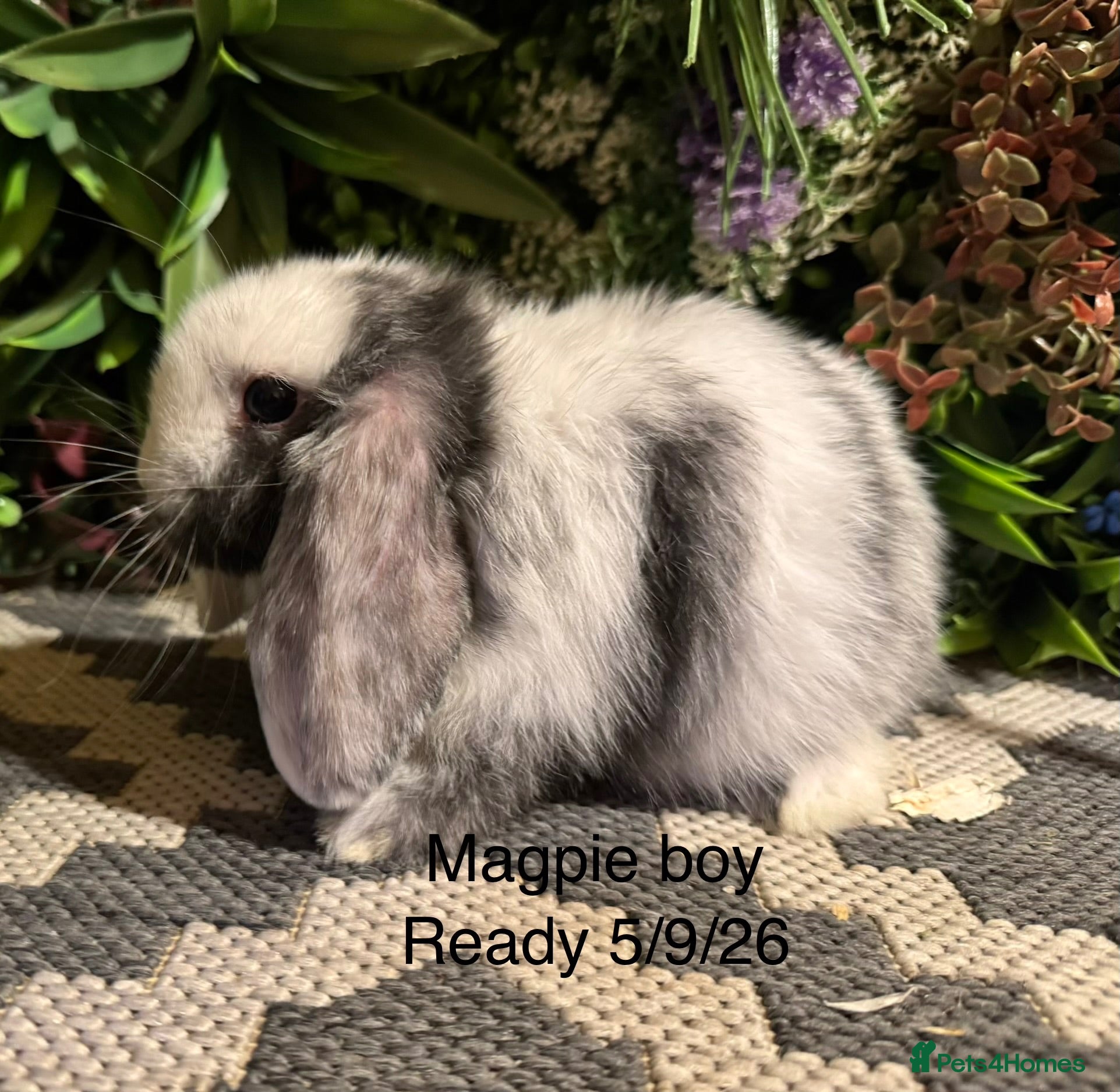 Mini Lop rabbits Pure bred mini lops ready to preorder  - Advert 2