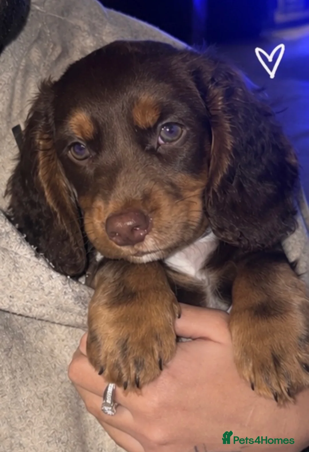 Dachshund dogs for sale: beautiful dachshund  in Chatham - Advert 2