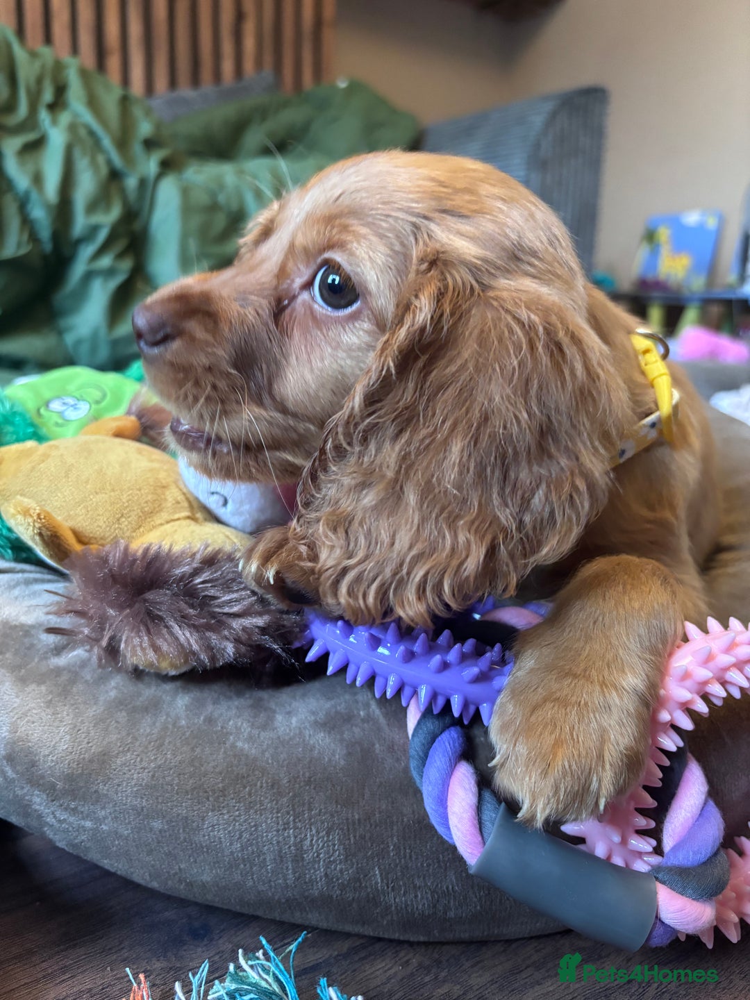 Cockapoo dogs for sale: Beautiful golden cockapoo - Advert 4