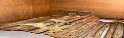 Bearded Dragon reptiles for sale: 4 Baby Bearded Dragons left Visual Dunners & Hypos - Advert 3