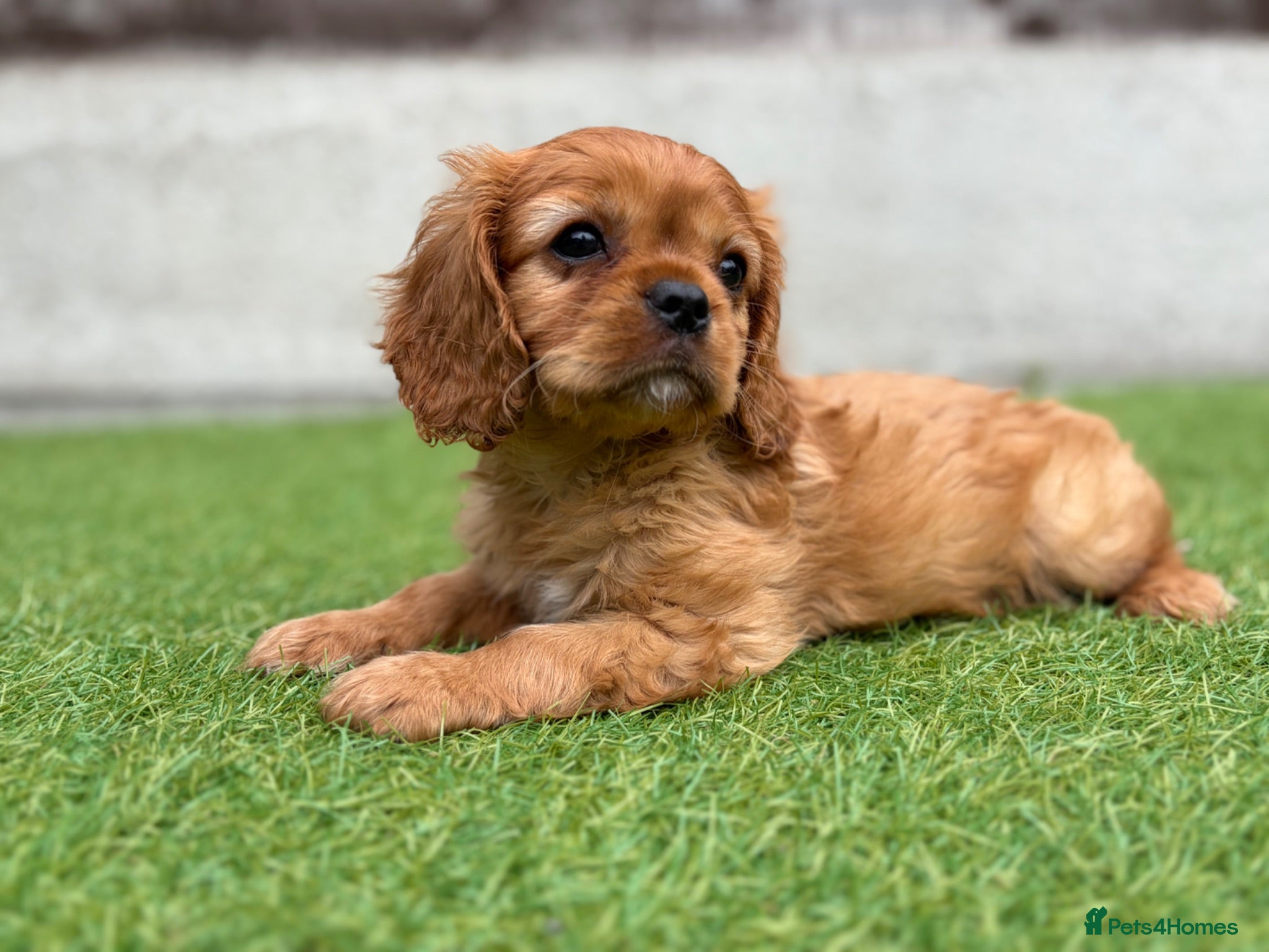 Cavalier King Charles Spaniel dogs KC REG DNA TESTED Cavalier King Charles Spaniel - Advert 6