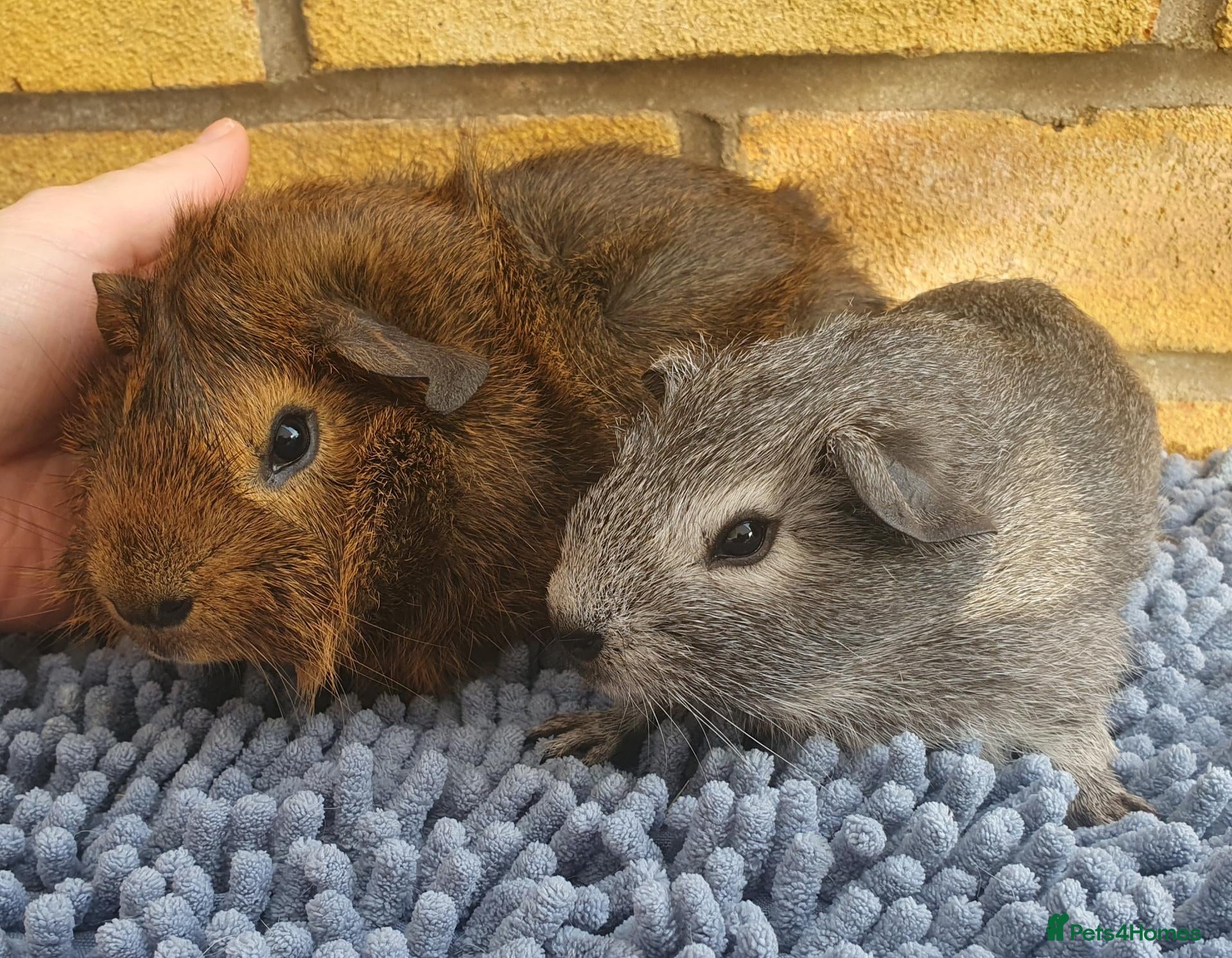 Guinea Pig rodents Beautiful guinea pigs - Advert 1