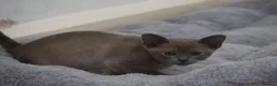 Burmese cats for sale: Affectionate Burmese boys - Advert 12