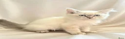 Siberian cats for sale: Pure Siberian Neva Masquerade  in Peterborough - Advert 4