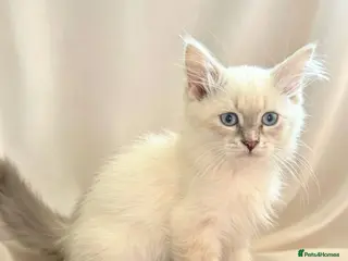 Siberian cats Pure Siberian Neva Masquerade - Advert 10