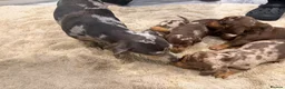 Miniature Dachshund dogs for sale: Quality miniature DACHSHUNDS - Advert 2