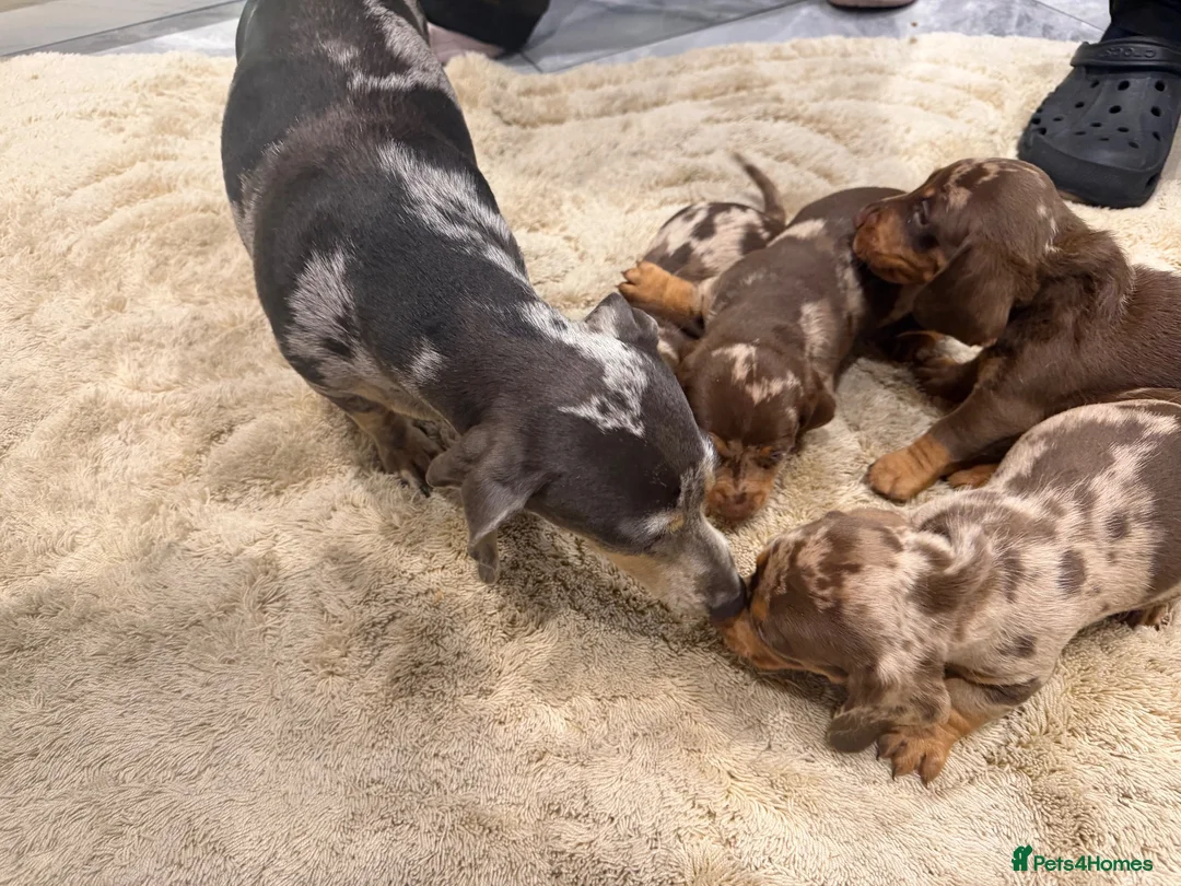 Miniature Dachshund dogs for sale: Quality miniature DACHSHUNDS - Advert 2