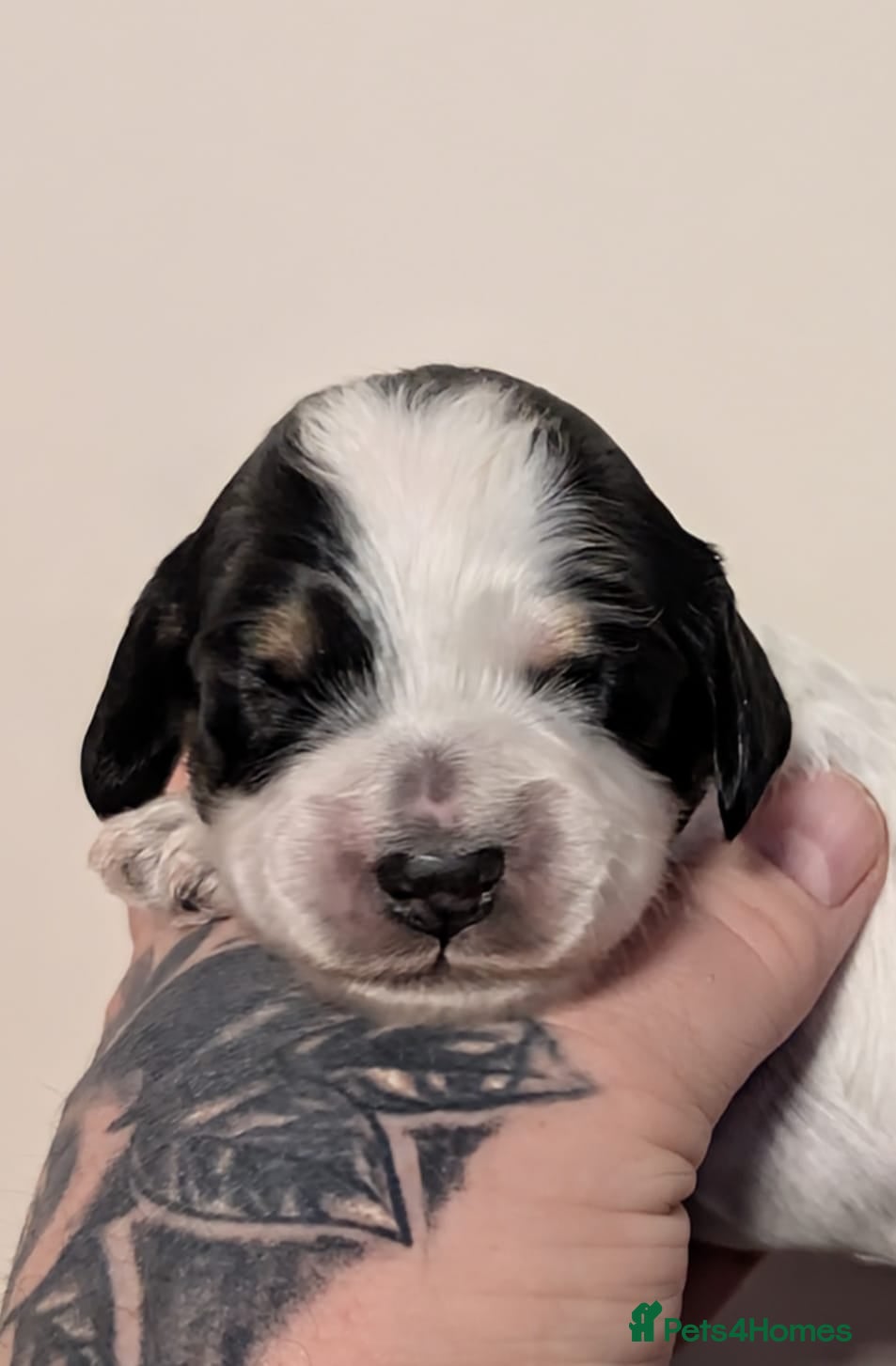 Cockapoo dogs Gorgeous cockapoo puppies  - Advert 9