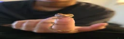 Gecko reptiles for sale: Billie the Corelophus Ciliatus Flame Crested Gecko in Mansfield - Advert 3