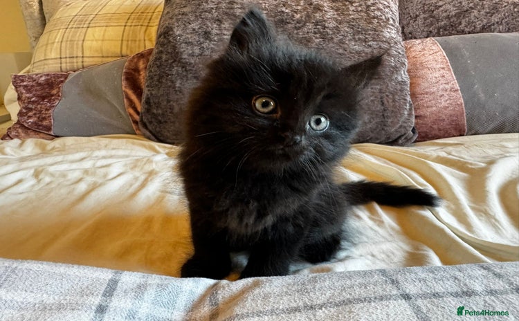 Persian cats - Advert 1