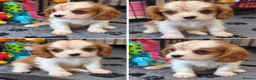 Cavalier King Charles Spaniel dogs for sale: Last beautiful boy left! Reduced - Advert 11
