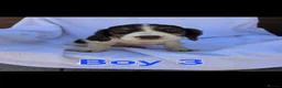 Cocker Spaniel dogs for sale: Beautiful Cocker Spaniel Pups  - Advert 15