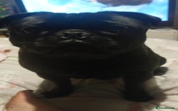 Pug dogs for sale: Loving, Cuddly Pug  - Image 17