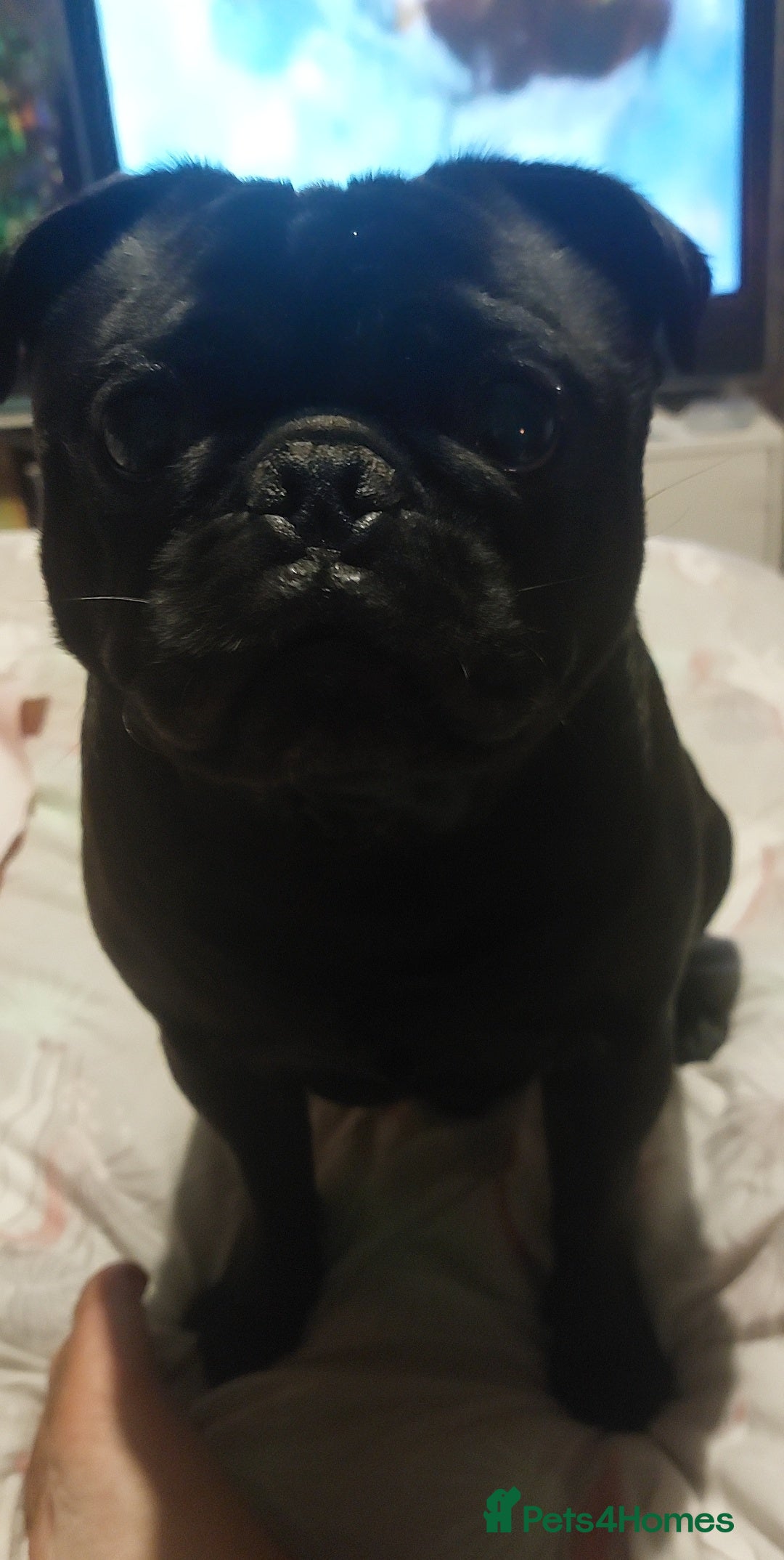 Pug dogs for sale: Loving, Cuddly Pug  - Image 17