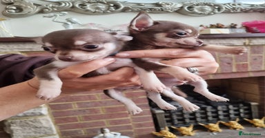 Chihuahua dogs - Advert 13