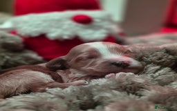 Cockapoo dogs for sale: ✨ Beautiful F2 Multi-Gen Cockapoo Puppies 4 Left - Image 2