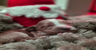 Cockapoo dogs - Advert 9