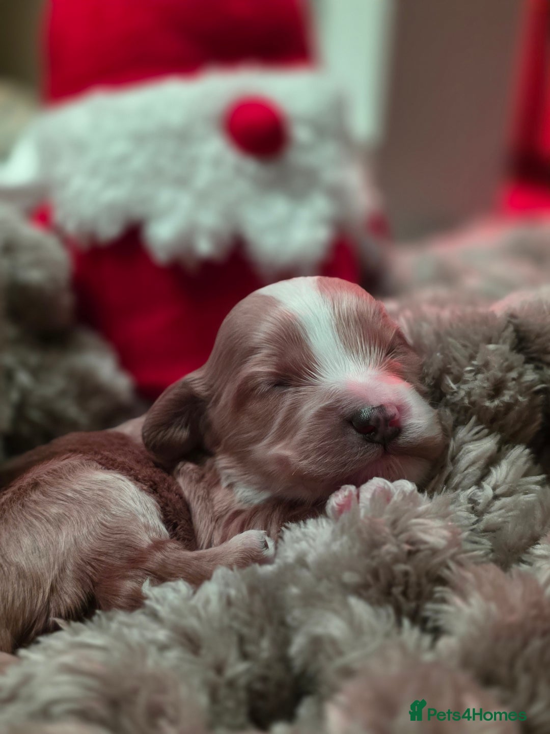 Cockapoo dogs for sale: ✨ Beautiful F2 Multi-Gen Cockapoo Puppies 4 Left - Image 2