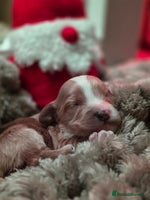 Cockapoo dogs - Advert 21