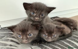 American Shorthair cats for sale: Kittens for sale boys and girls. - Image 16