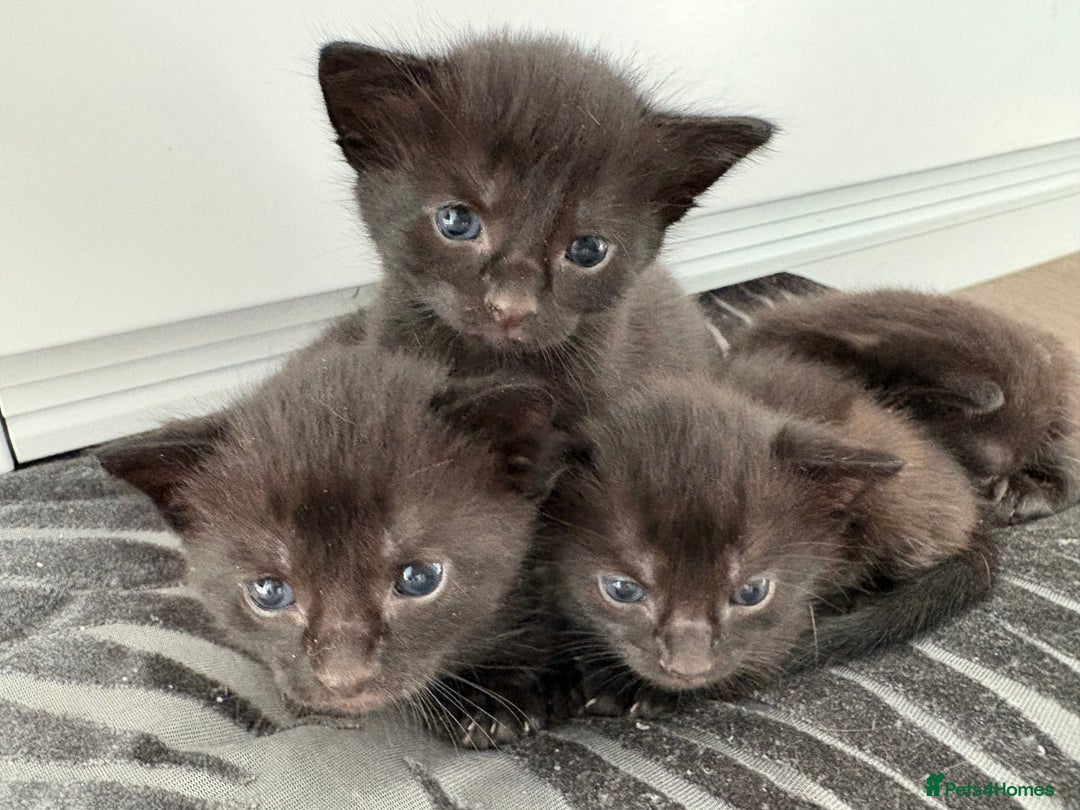 American Shorthair cats for sale: Kittens for sale boys and girls. - Image 16
