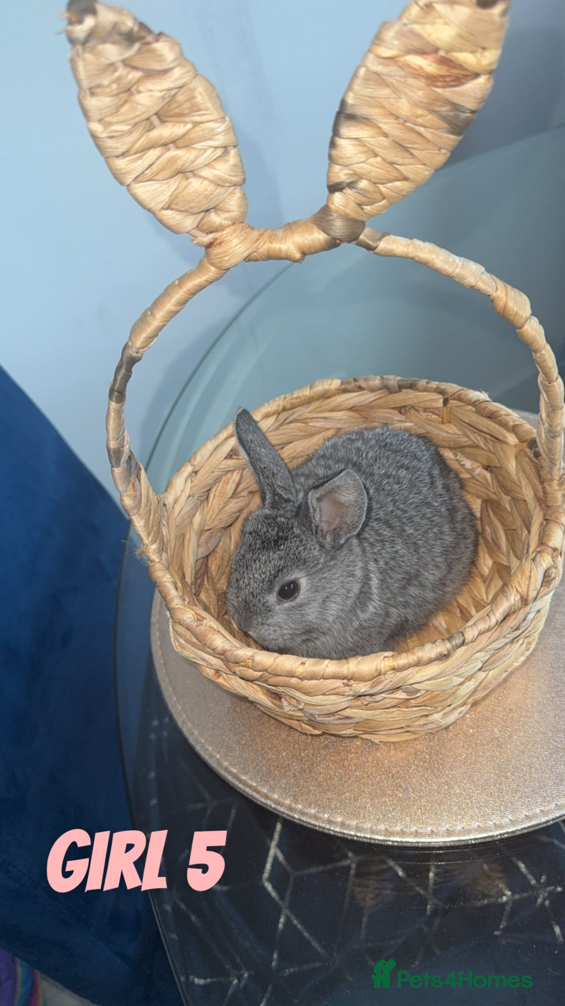 Mixed Breed rabbits 5 baby rabbits looking for their forever homes - Advert 14