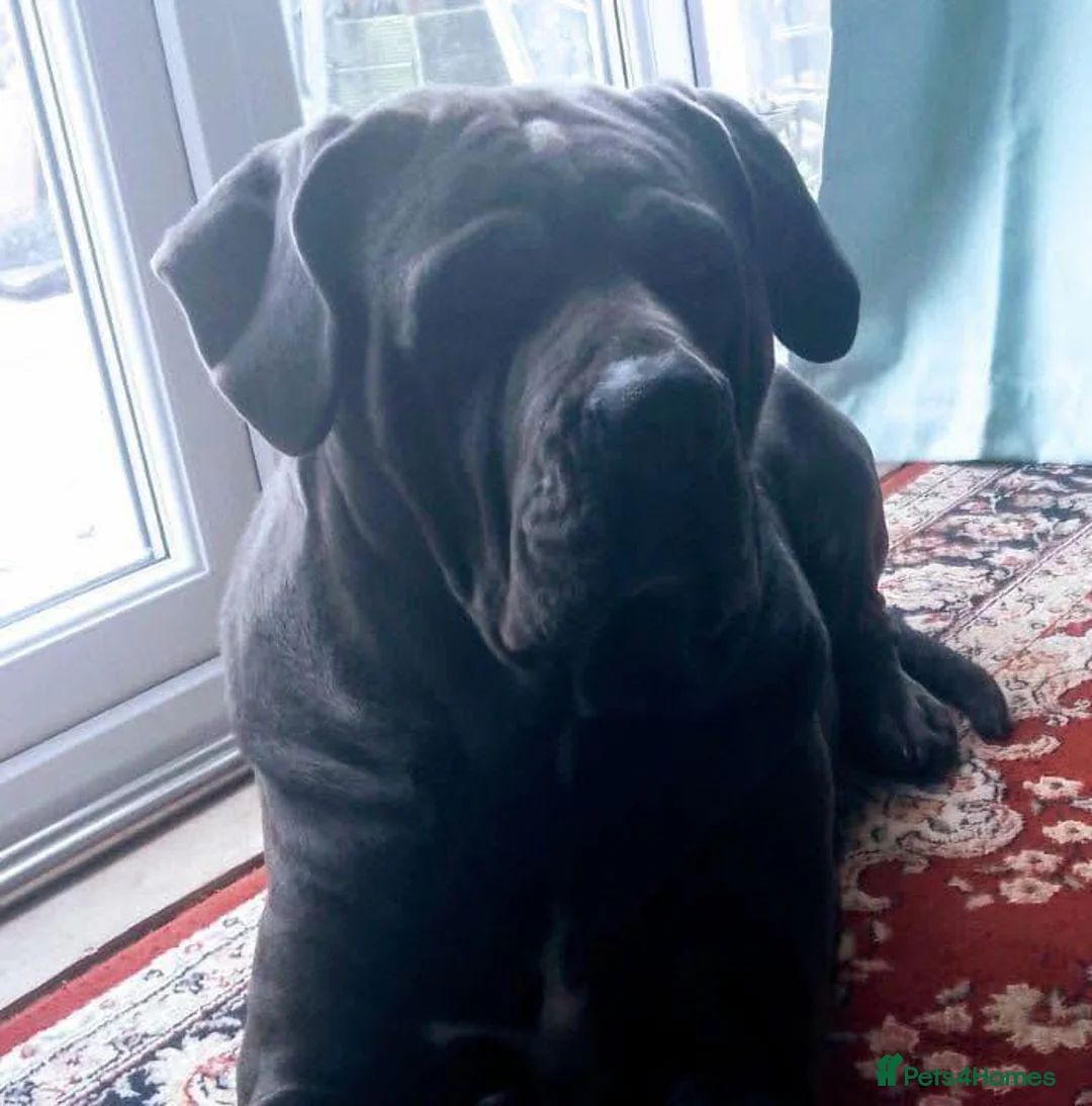 Mixed Breed dogs for sale: Alaskan Malamute X corso - Advert 2