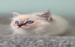 Ragdoll cats for sale: Super Affectionate Ragdoll Kittens Fife Reg - Image 12