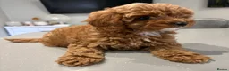 Cavapoo dogs for sale: TOY CAVAPOO GIRL. Health tested and training begun - Advert 5