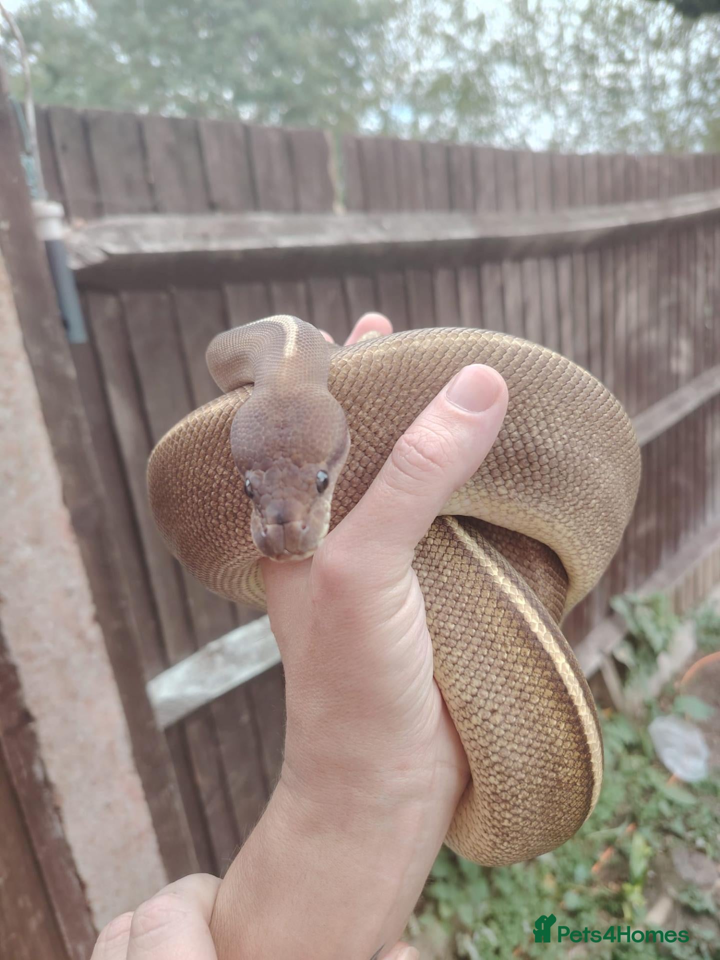 Python Snake reptiles female cinnamon/Mojave (savannah) ball python  - Advert 2