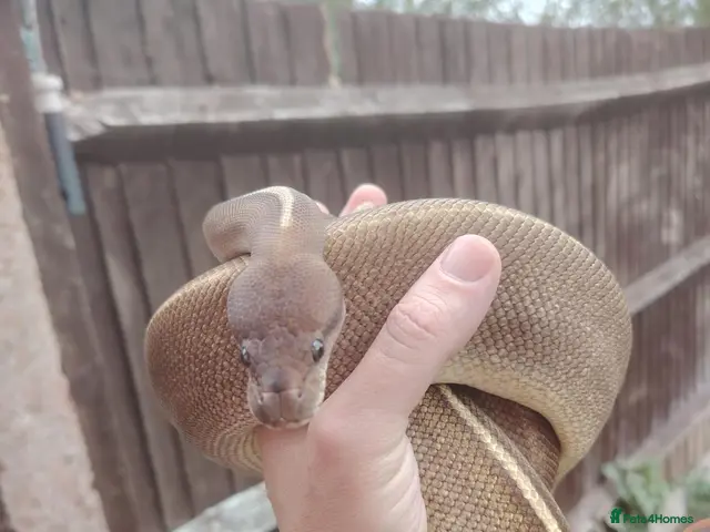 Python Snake reptiles female cinnamon/Mojave (savannah) ball python - Advert 2