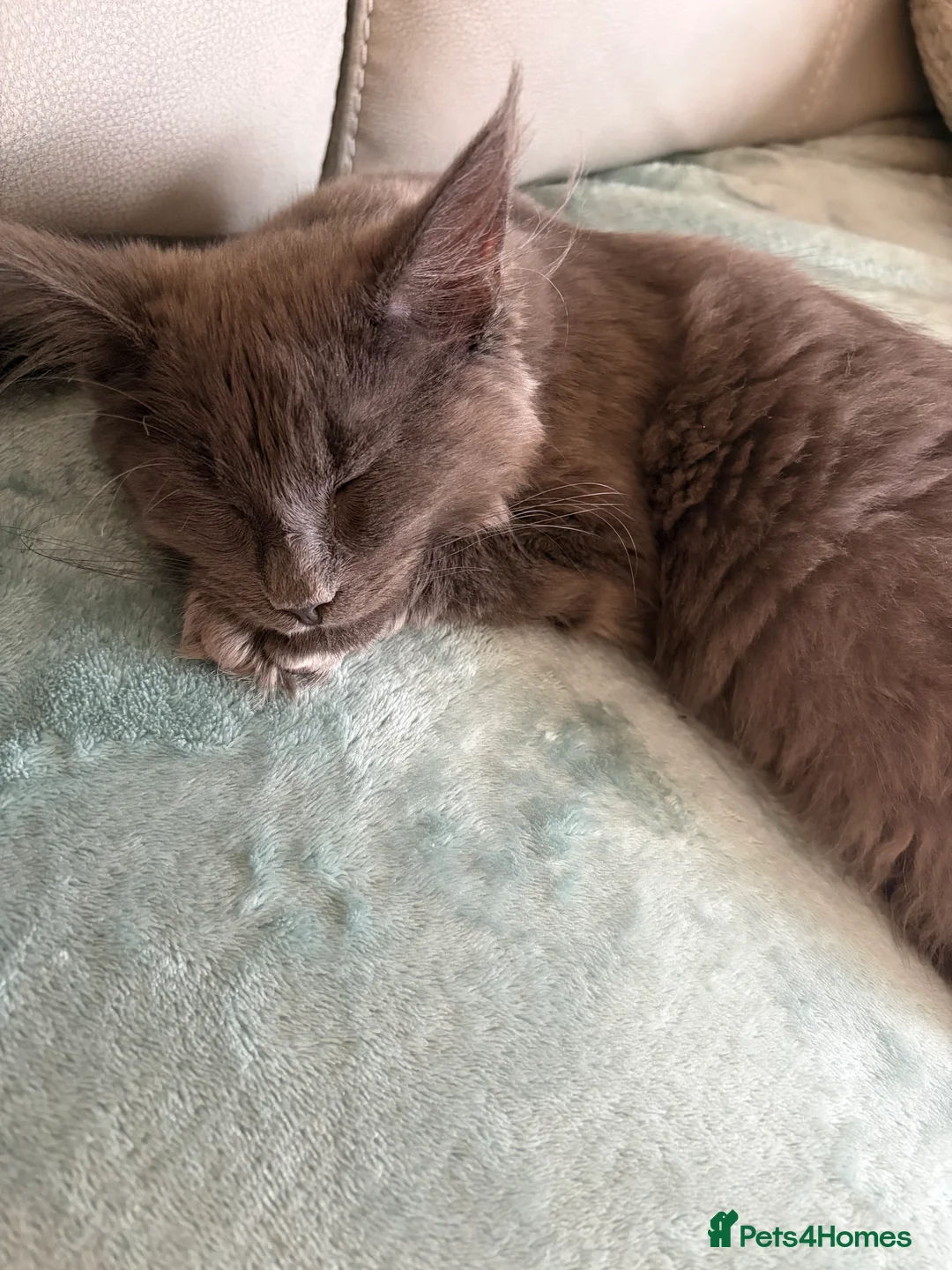 Mixed Breed cats for sale: Maine coon cross kitten - Blue male  - Advert 3