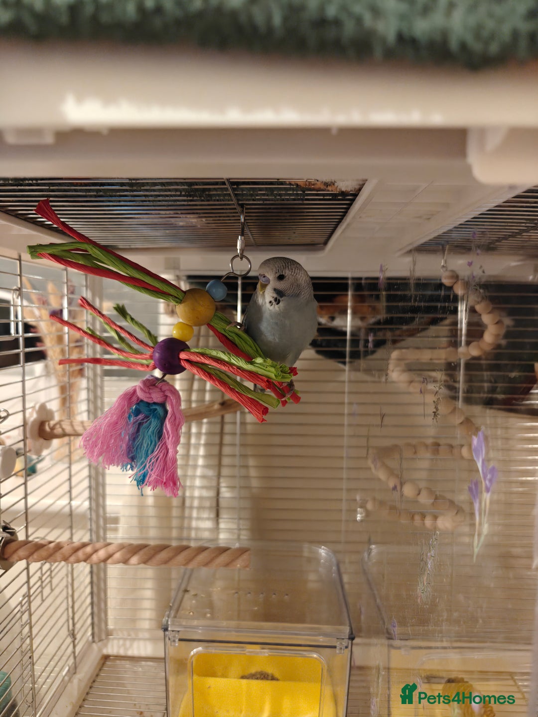Budgerigars birds for sale: Pair of Young Male Budgies + Cage & Equipment - Advert 5