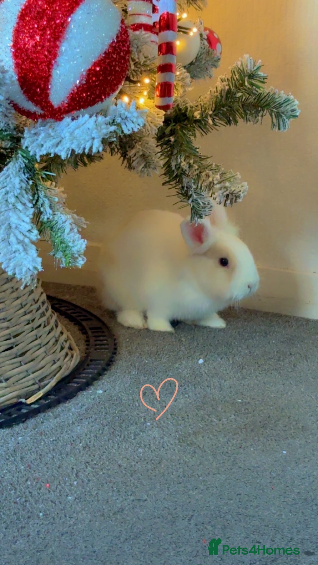 Lionhead rabbits for sale: 2 male rabbits brothers  - Advert 2