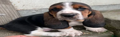 Basset Hound 1
