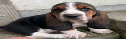 Basset Hound dogs for sale: KC Registered Basset Hound puppy for sale - Advert 19