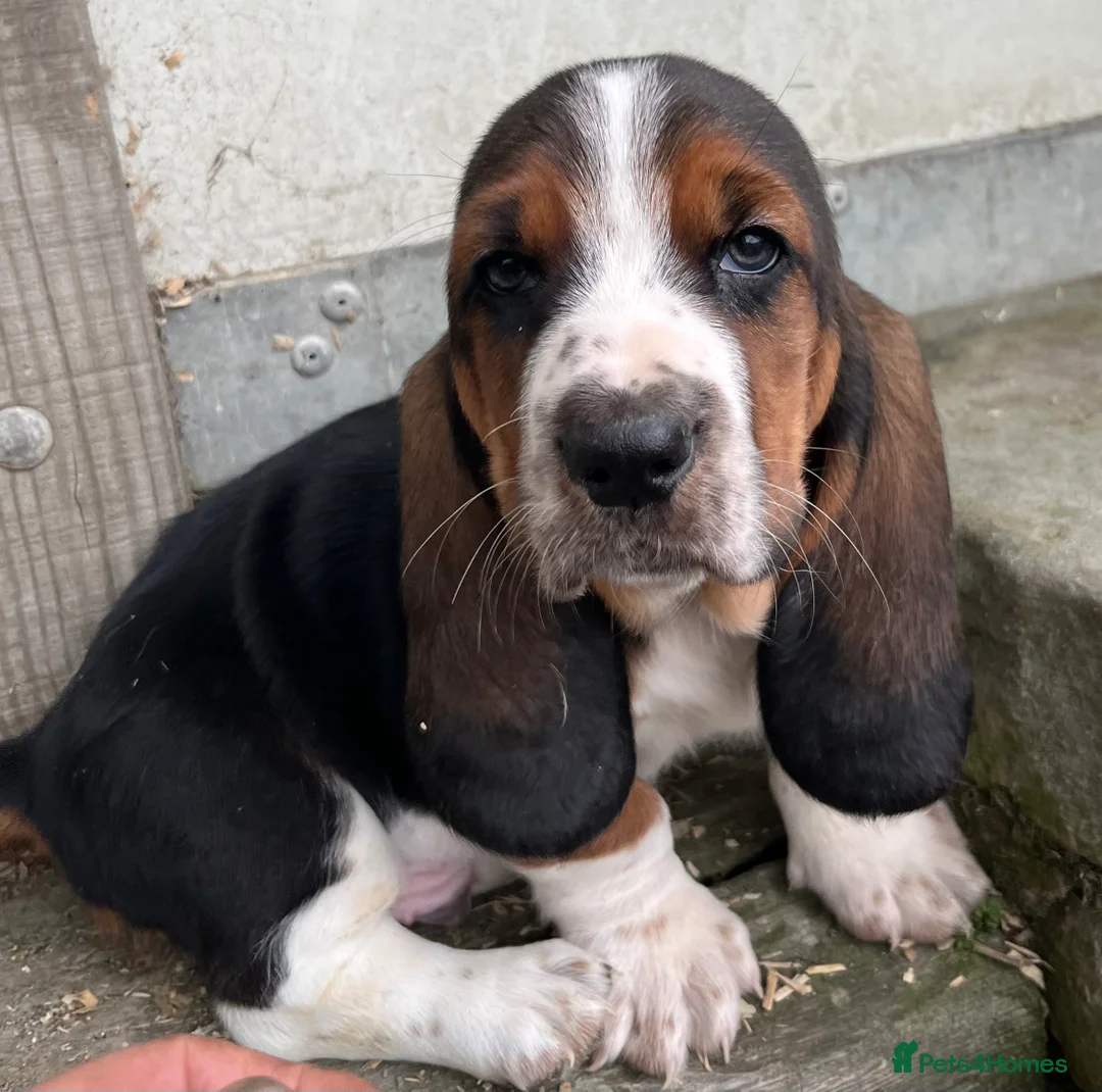 Basset Hound dogs for sale: KC Registered Basset Hound puppy for sale - Advert 19