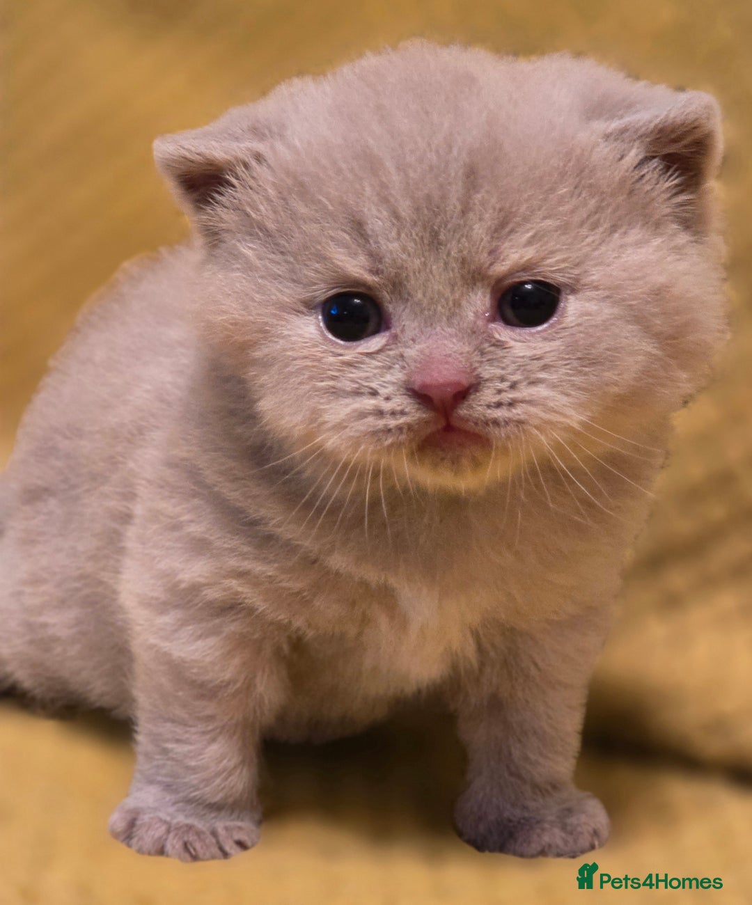 British Shorthair cats for sale: TICA registered British shorthair kittens - Advert 18