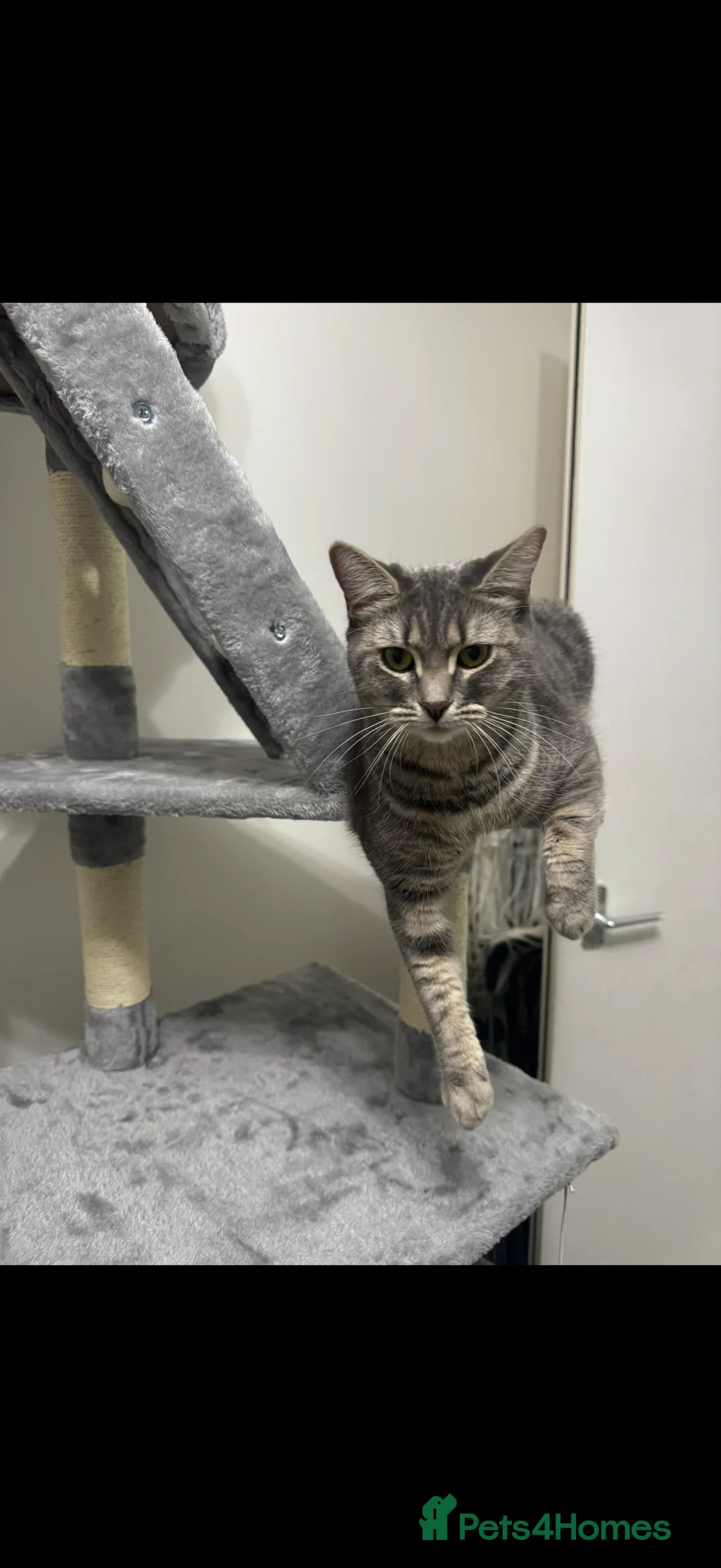 British Shorthair cats for sale: 4 British Shorthair kittens - Advert 1